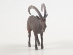 Дикие животные России № 42: Сибирский горный козёл Дикие животные России, фото 9