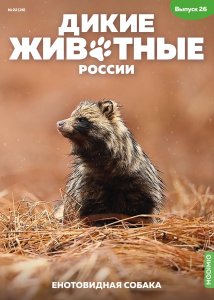 Дикие животные России № 26: Енотовидная собака