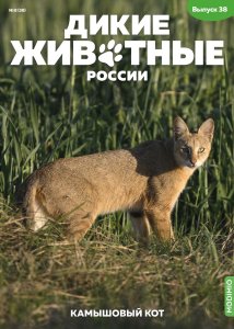 Дикие животные России № 38: Камышовый кот Дикие животные России