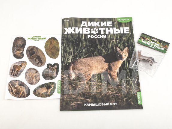 Дикие животные России № 38: Камышовый кот Дикие животные России, фото 2